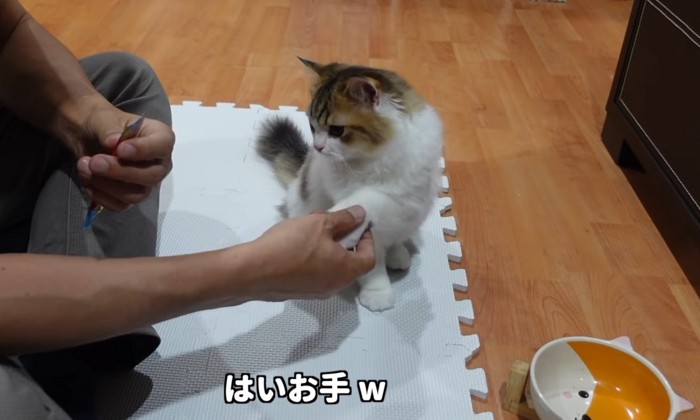 お手をする子猫