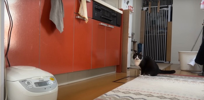 キッチン台の下にいる白黒