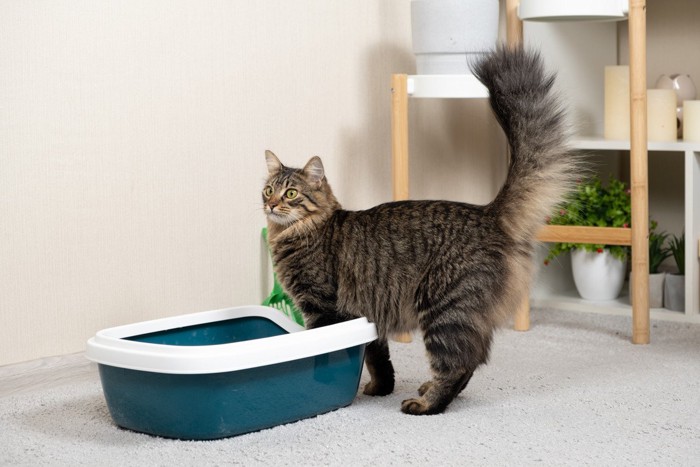 トイレの入り口に立っている猫