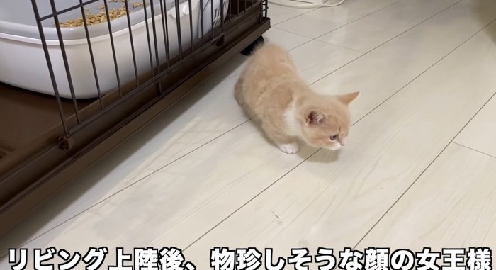 歩いている猫