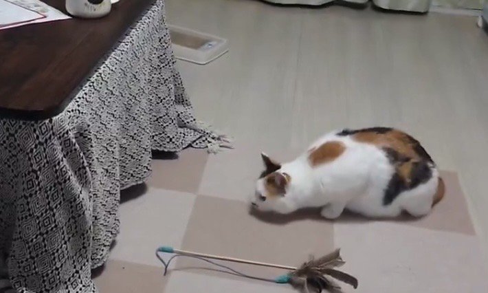 こたつを見つめる三毛猫