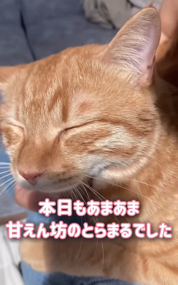 目を細める猫