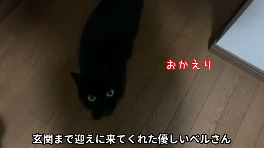 出迎える猫