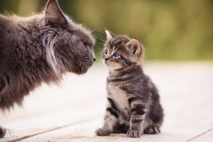 子猫に顔を近づける成猫