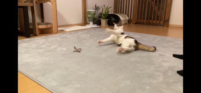 猫じゃらし