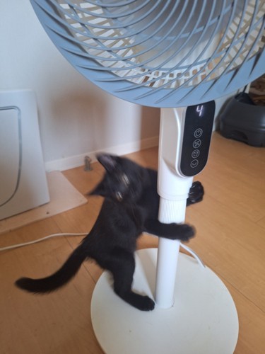 扇風機に登ろうとするぎんじくん