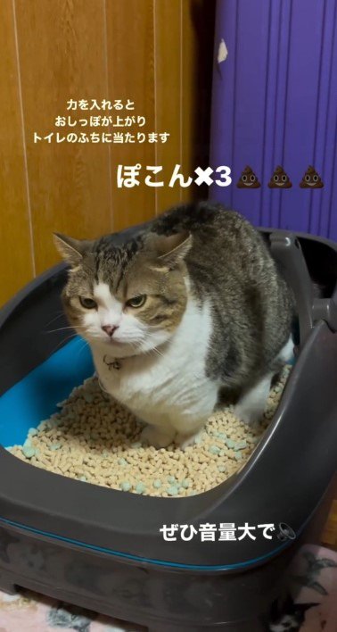 トイレで前を向く猫3