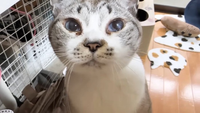 リノちゃんのアップ