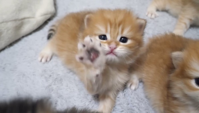 トラちゃん2匹目