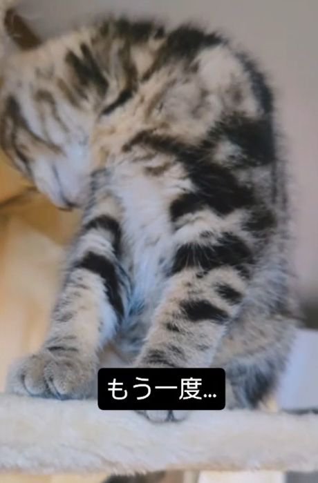 体をひねって後ろを見る猫