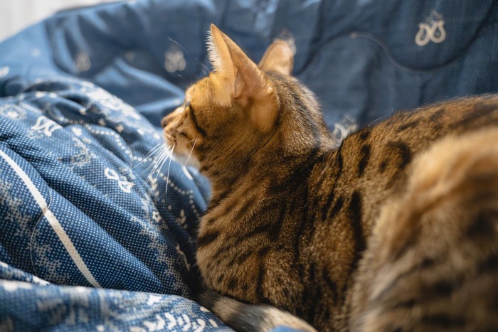猫の後ろ姿