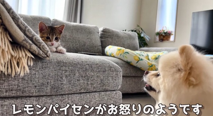 見つめ合う猫と犬