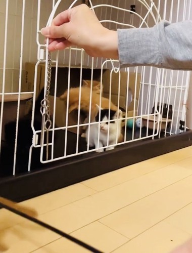 ケージの中の4匹の子猫