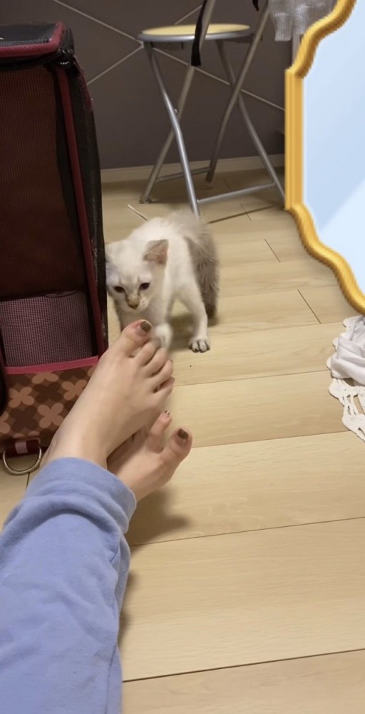 猫パンチするしちべいくん