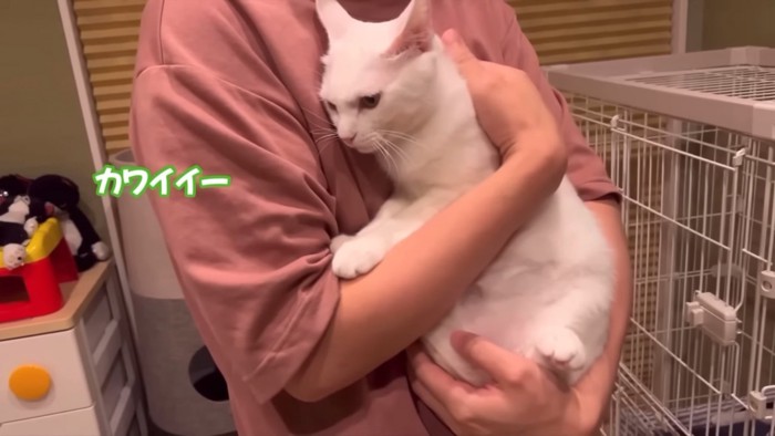 抱っこされる猫