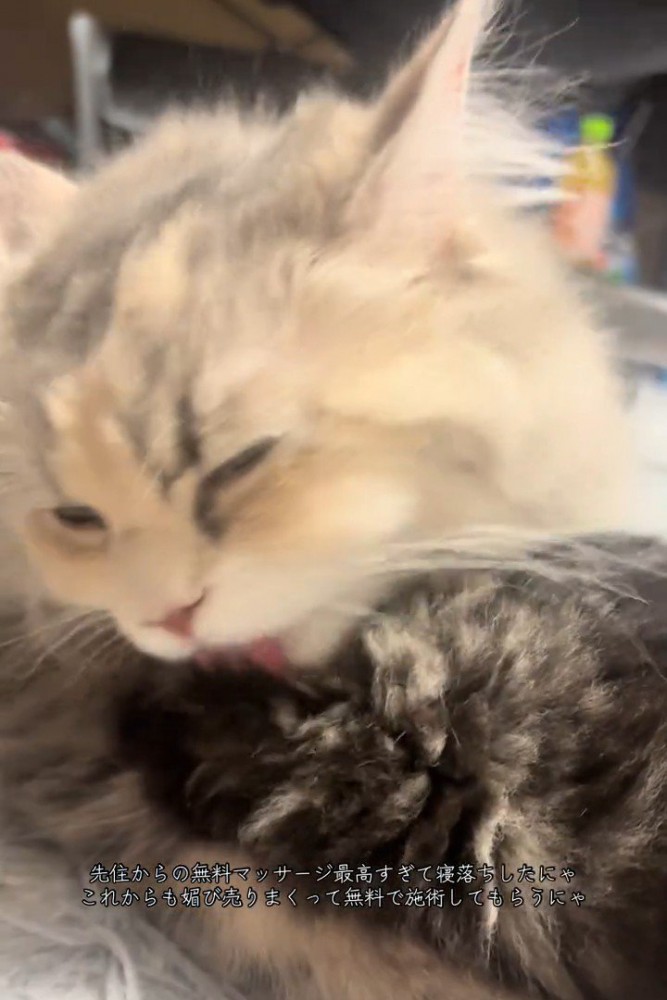 黒系の猫をなめる白毛の猫