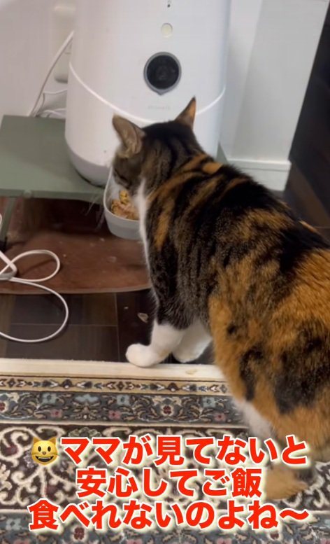 ごはんを食べ始める三毛猫