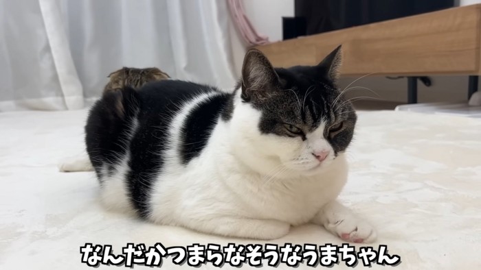 座っている猫