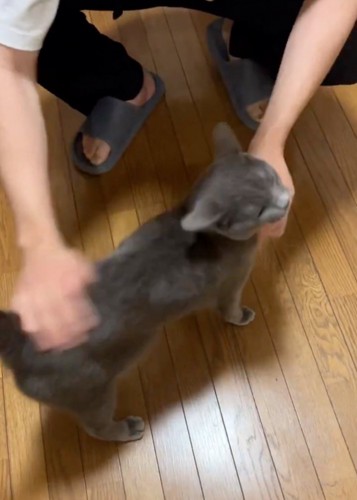 撫でられる猫
