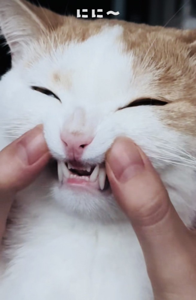 パパに口を開けられるマンチカン