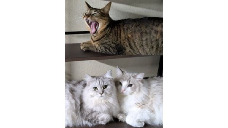 棚に集まる猫