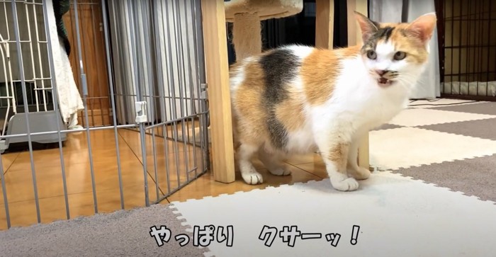 フレーメン反応をする猫