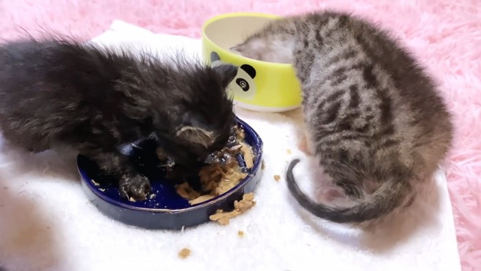 上からみた食事中の子猫たち