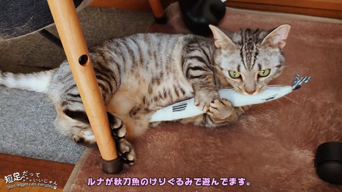 けりぐるみをくわえる猫