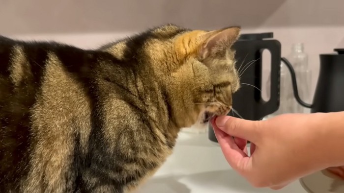 食べる猫