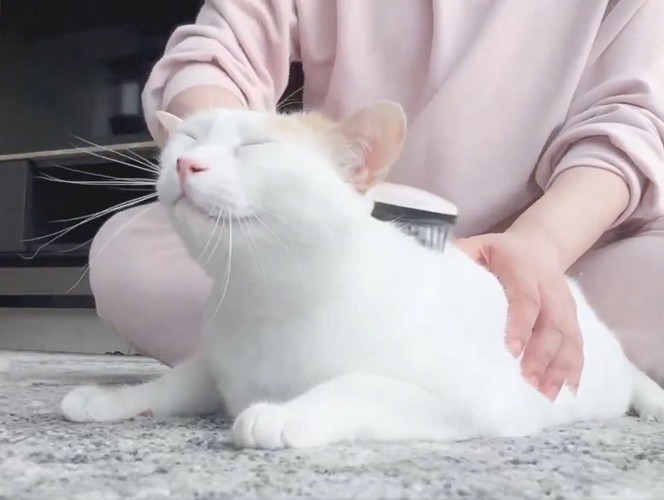 ブラッシングされる白猫3