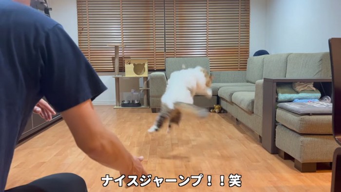 ジャンプする猫