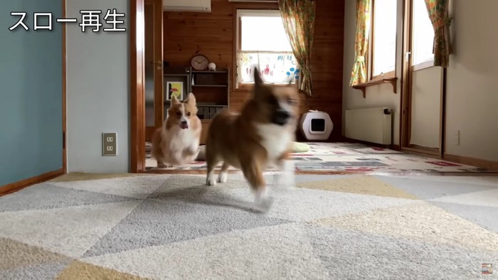 駆け寄る犬2匹