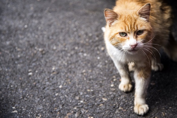 野良猫