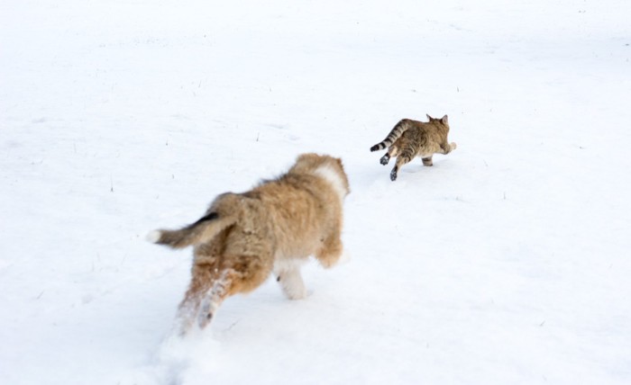 走る2匹の猫の後ろ姿