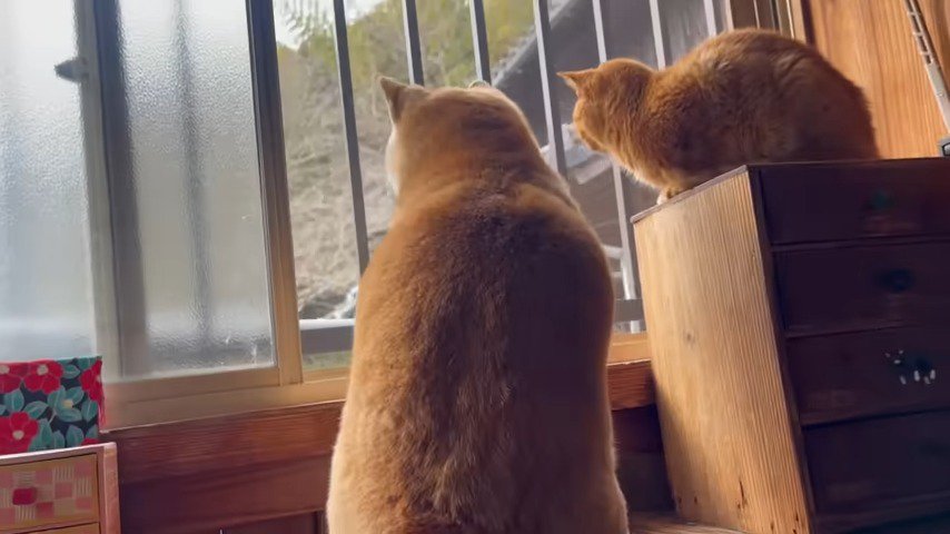 外を見る猫と犬