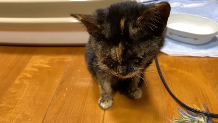 座っている子猫