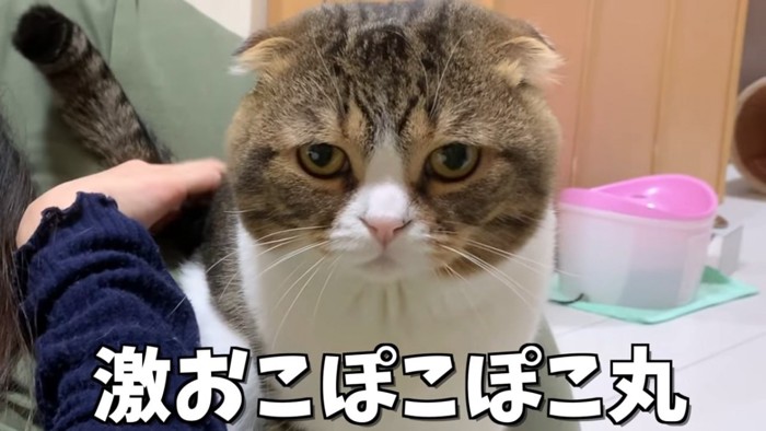 猫の顔のアップ