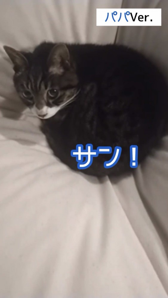 振り向く猫