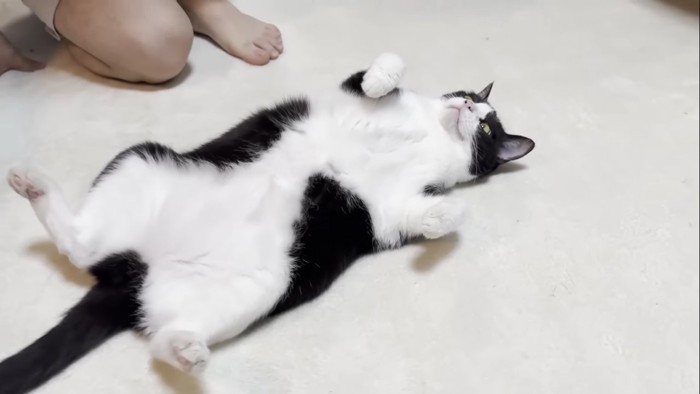 ヘソ天