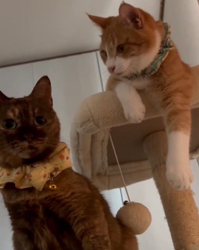 同居猫を見つめる猫