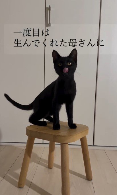 お母さん猫はどこへ行ったのかな？