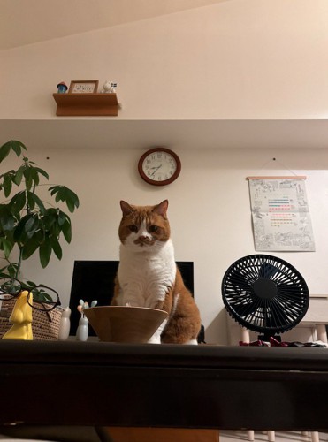 テーブルの上から飼い主を見守る猫
