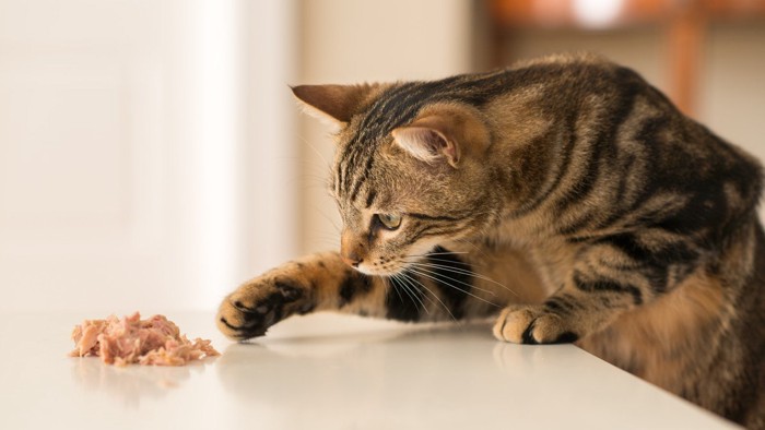 餌に手を伸ばす猫