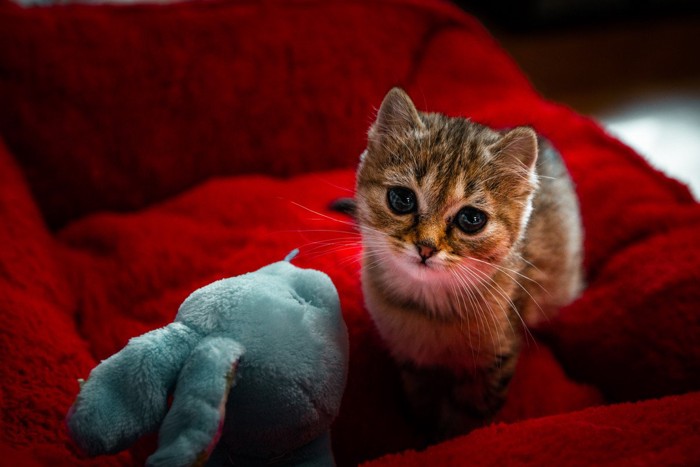 ドワーフィズムの猫