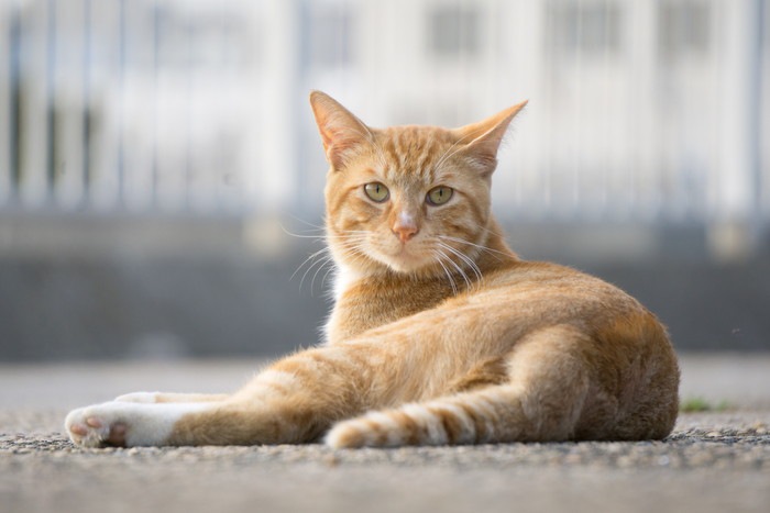  茶トラの野良猫