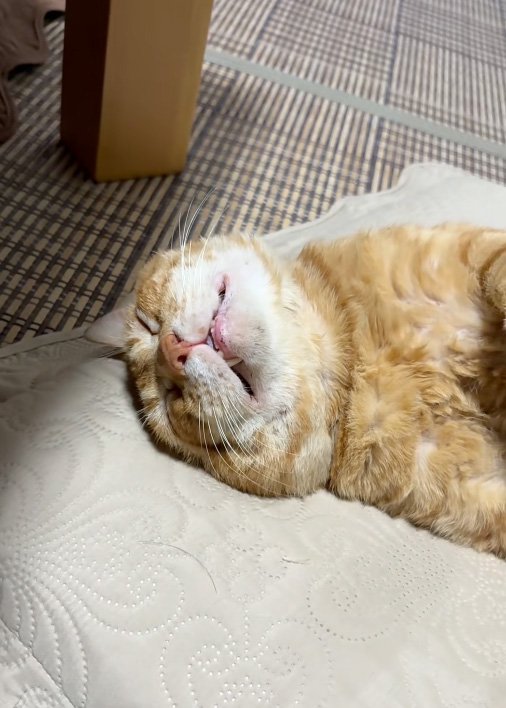 リラックス猫