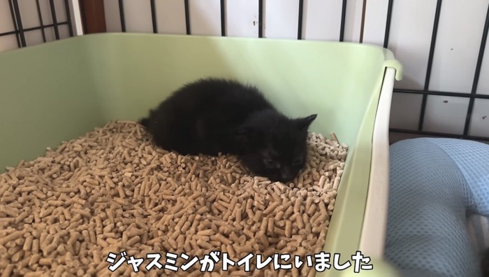 トイレにいる黒い子猫