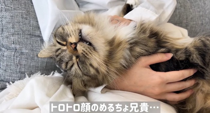 膝の上の猫