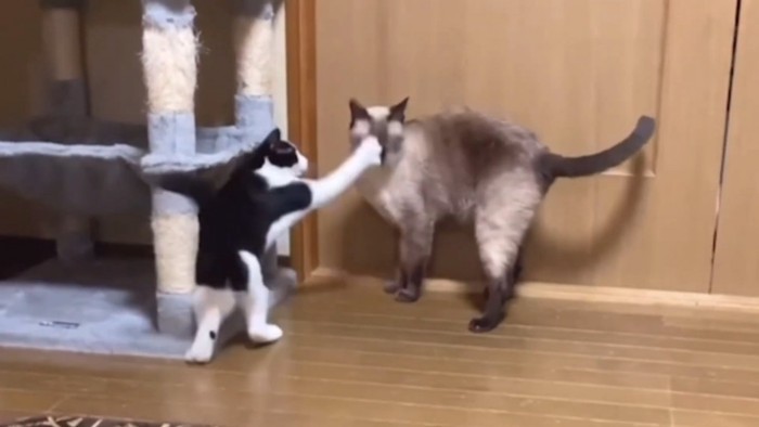 成猫に猫パンチをする子猫