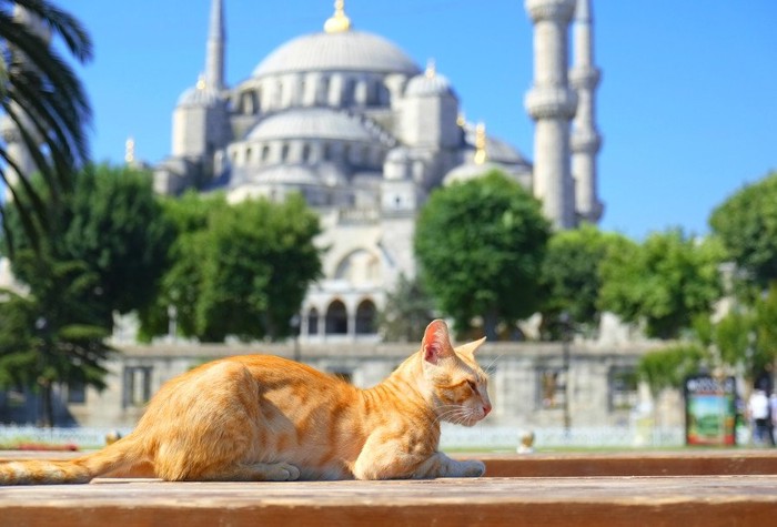 トルコの街と猫